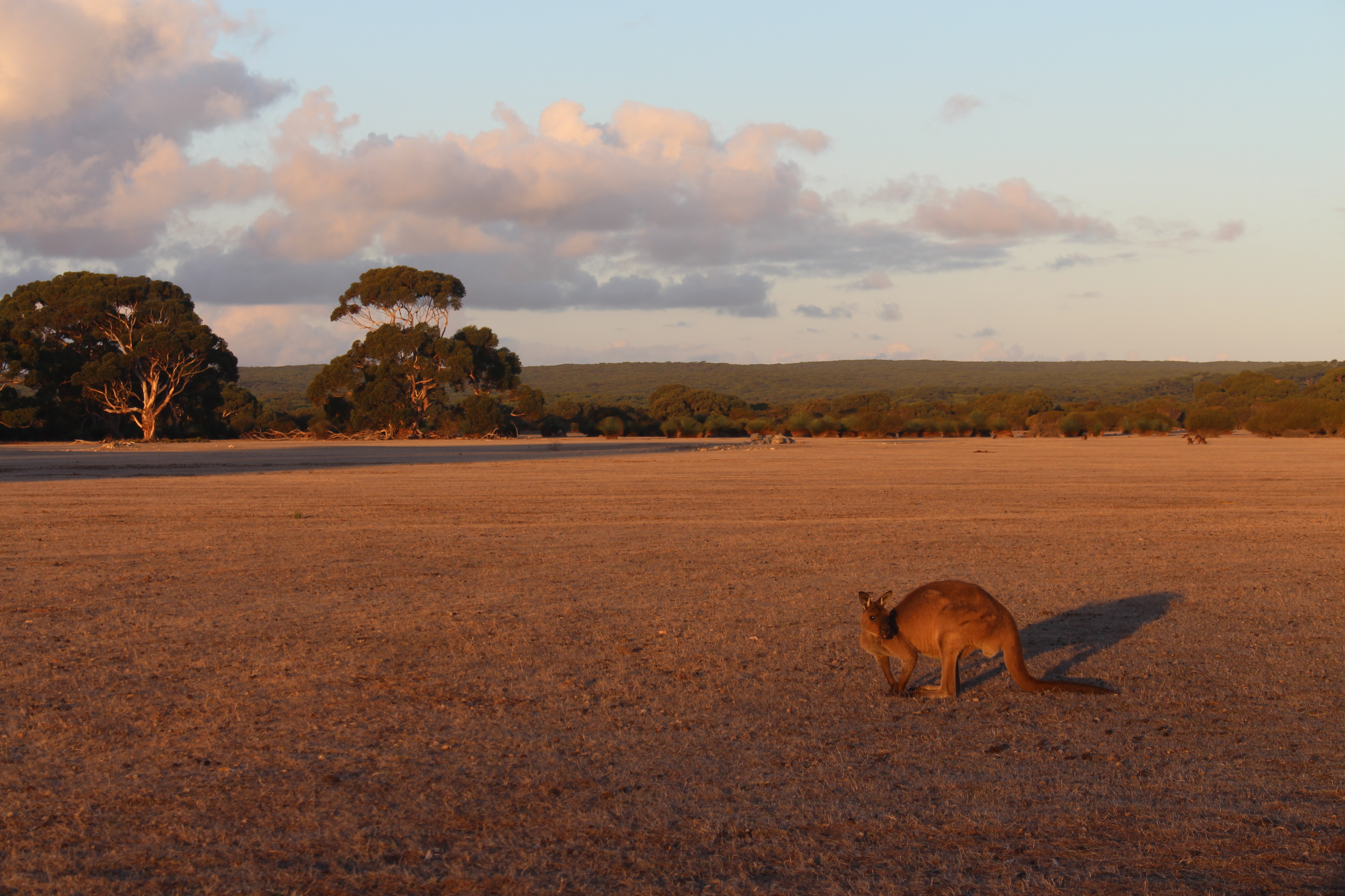 Kangaroo Island Conservation